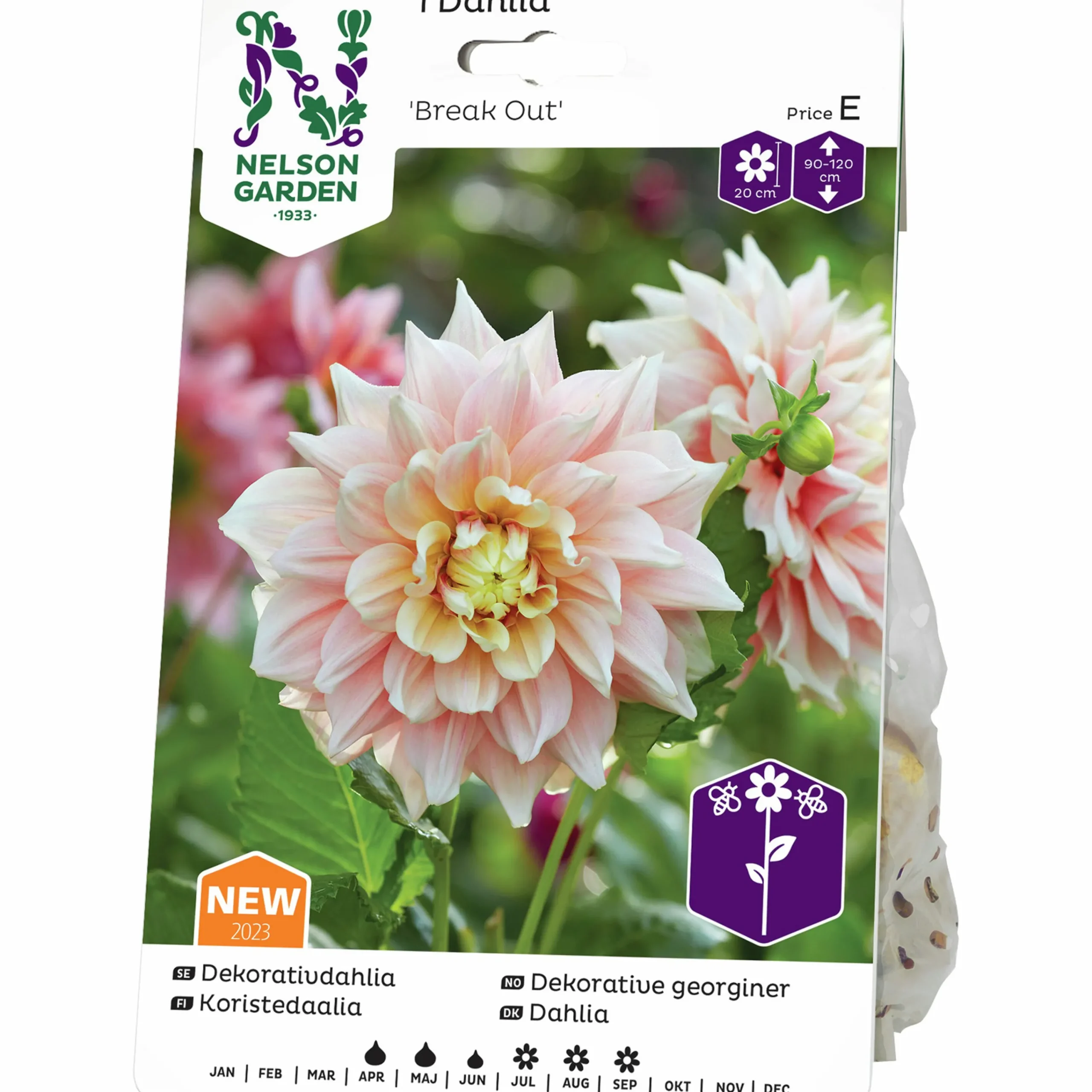 Vårlök Dekorativdahlia Hög Break Out Gräddrosa>Nelson Garden Clearance