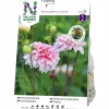 Vårlök Dekorativdahlia Hög Strawberry Cream>Nelson Garden Discount