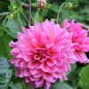 Vårlök Dekorativdahlia>Nelson Garden