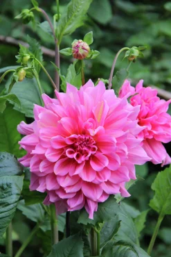 Vårlök Dekorativdahlia>Nelson Garden