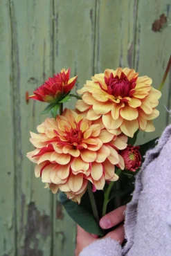 Vårlök Dekorativdahlia Cream de Cognac>Nelson Garden Sale