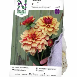 Vårlök Dekorativdahlia Cream de Cognac>Nelson Garden Sale
