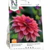 Vårlök Dekorativdahlia 'American Dawn' Låg>Nelson Garden Discount