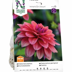 Vårlök Dekorativdahlia 'American Dawn' Låg>Nelson Garden Discount