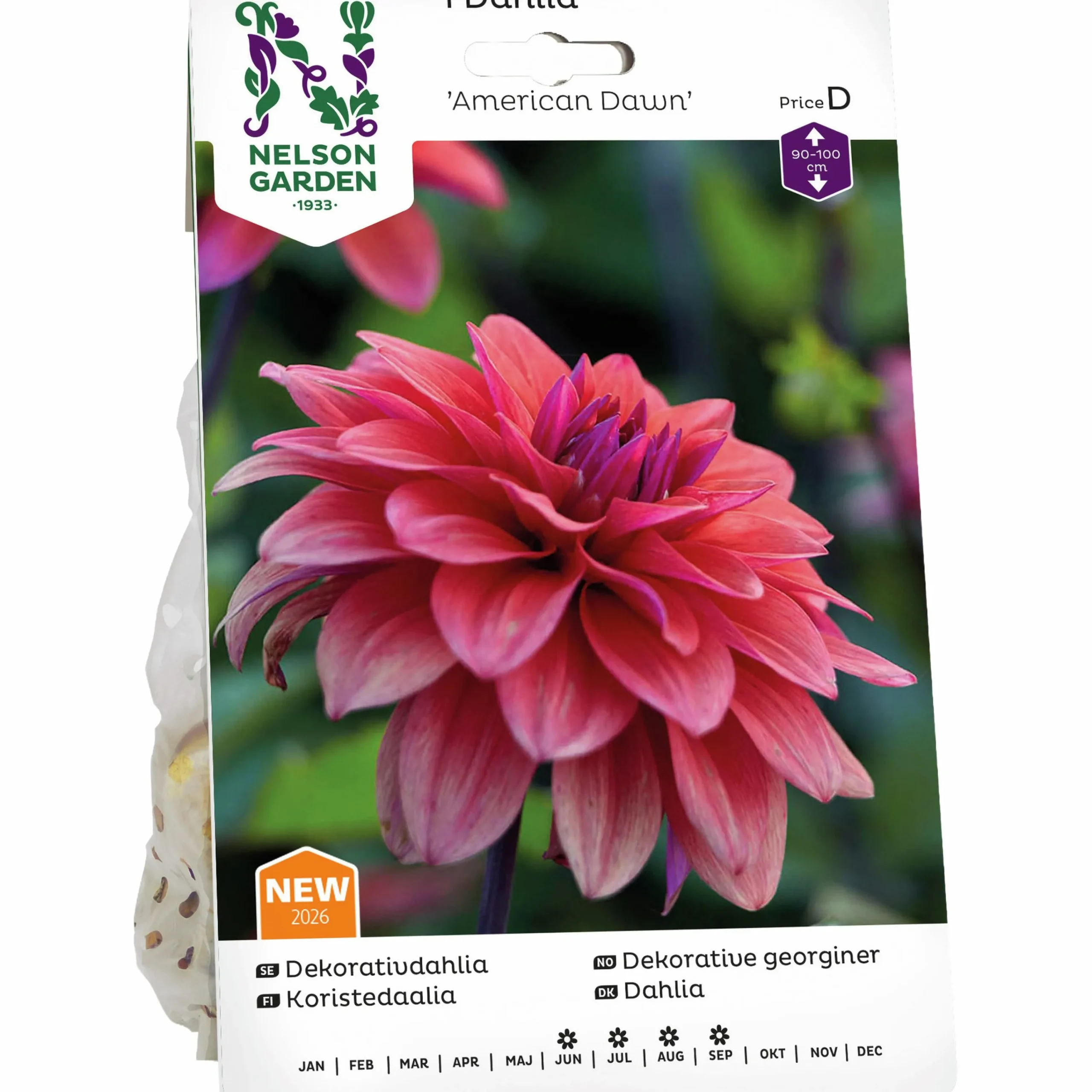 Vårlök Dekorativdahlia 'American Dawn' Låg>Nelson Garden Discount