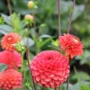 Vårlök Dekorativdahlia Zundert Mystery Fox>Nelson Garden