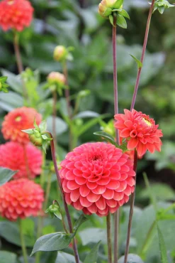 Vårlök Dekorativdahlia Zundert Mystery Fox>Nelson Garden