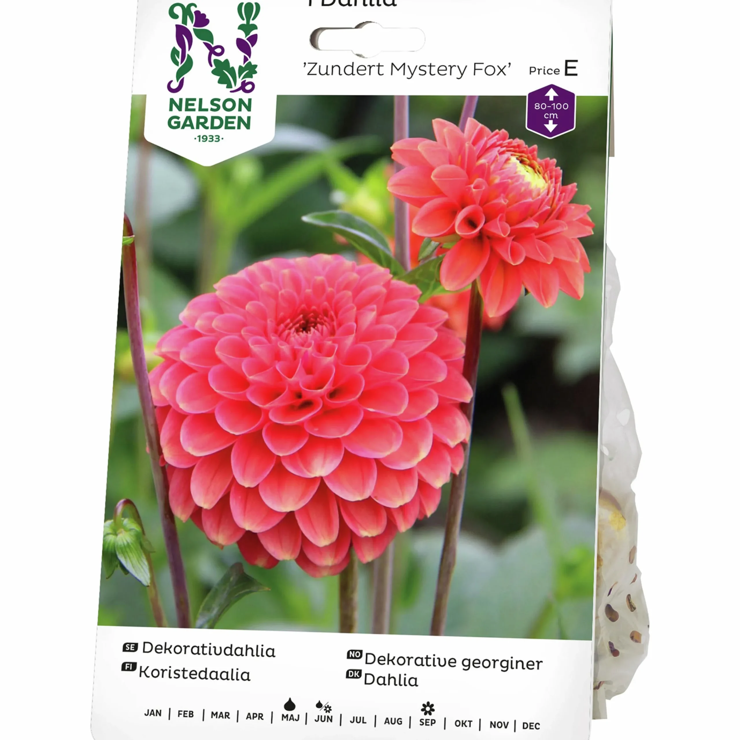 Vårlök Dekorativdahlia Zundert Mystery Fox>Nelson Garden