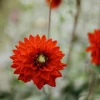 Vårlök Dekorativdahlia Röd Red Silence Röd>Nelson Garden Discount
