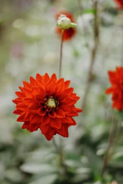 Vårlök Dekorativdahlia Röd Red Silence Röd>Nelson Garden Discount