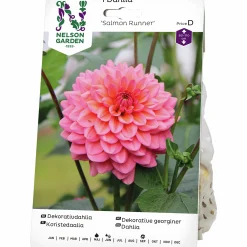Vårlök Dekorativdahlia Salmon Runner>Nelson Garden New
