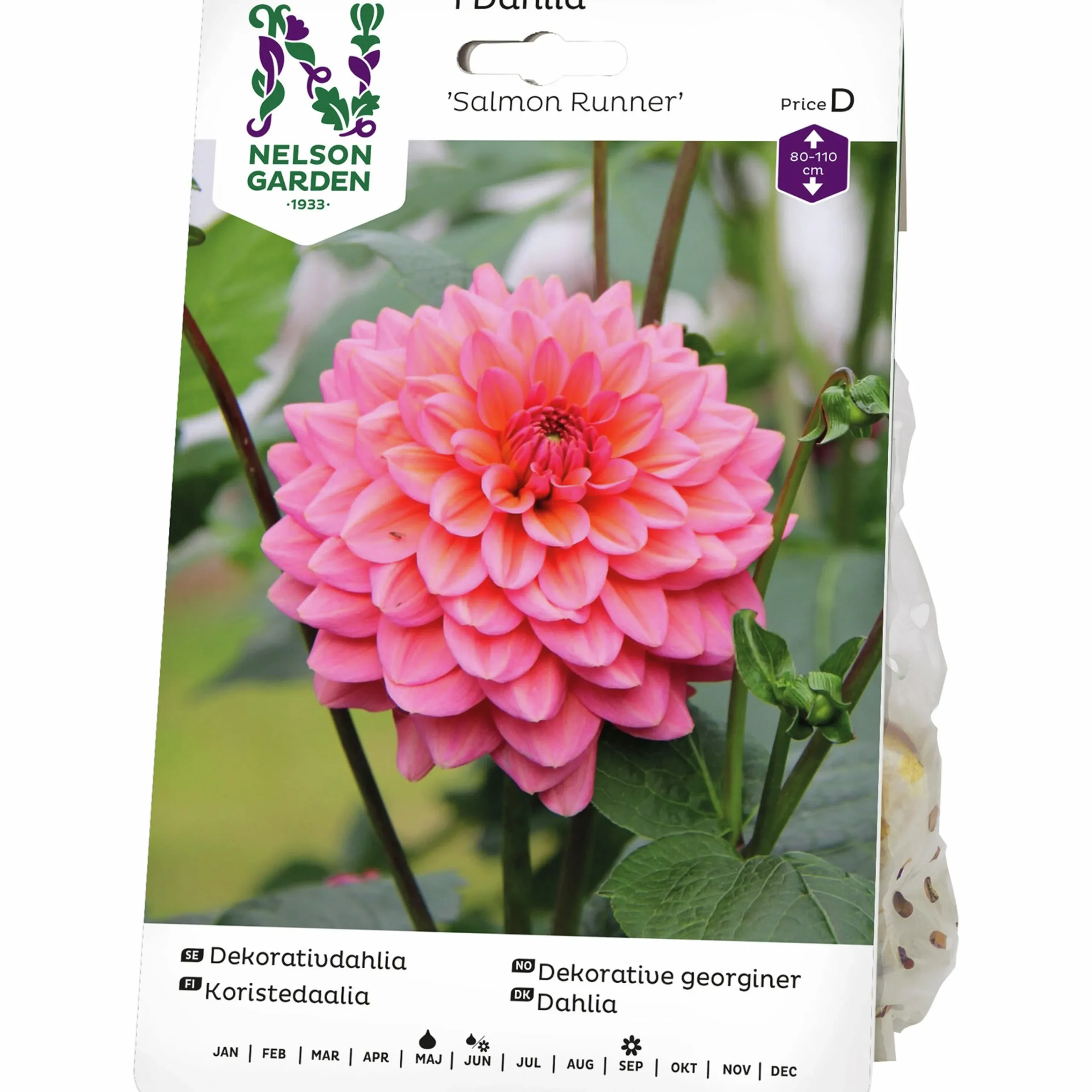 Vårlök Dekorativdahlia Salmon Runner>Nelson Garden New