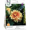 Vårlök Dekorativdahlia 'Dazzling Magic' Hög>Nelson Garden Sale