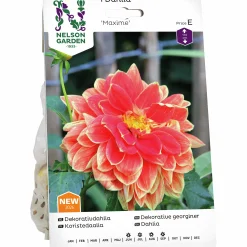 Vårlök Dekorativdahlia 'Maxime' Hög>Nelson Garden Outlet