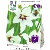 Vårlök Doftlilja Gladiolus Murielae Vit>Nelson Garden New