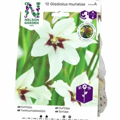 Vårlök Doftlilja Gladiolus Murielae Vit>Nelson Garden New