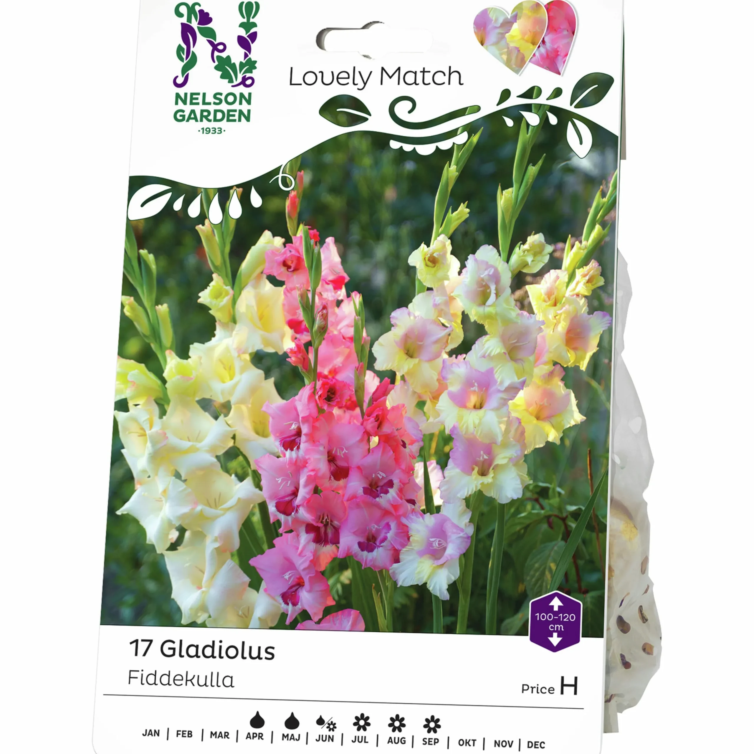 Vårlök Gladiolus Lovely Match Fiddekulla Mix>Nelson Garden