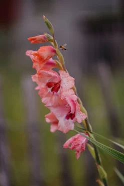 Vårlök Gladiolus Lovely Match Fiddekulla Mix><noscript><img width=