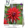 Vårlök Kaktusdahlia Hög Witteman's Best Röd>Nelson Garden Discount