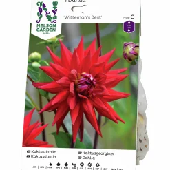 Vårlök Kaktusdahlia Hög Witteman's Best Röd>Nelson Garden Discount