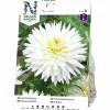 Vårlök Kaktusdahlia Hög My Love Vit>Nelson Garden Hot