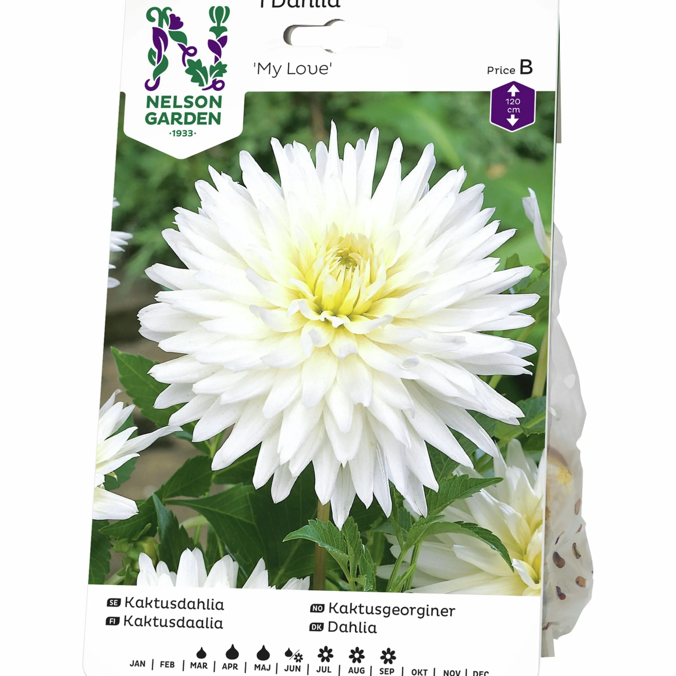 Vårlök Kaktusdahlia Hög My Love Vit>Nelson Garden Hot