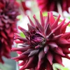 Vårlök Kaktusdahlia RIP City>Nelson Garden Discount