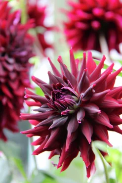 Vårlök Kaktusdahlia RIP City>Nelson Garden Discount