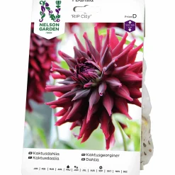 Vårlök Kaktusdahlia RIP City>Nelson Garden Discount