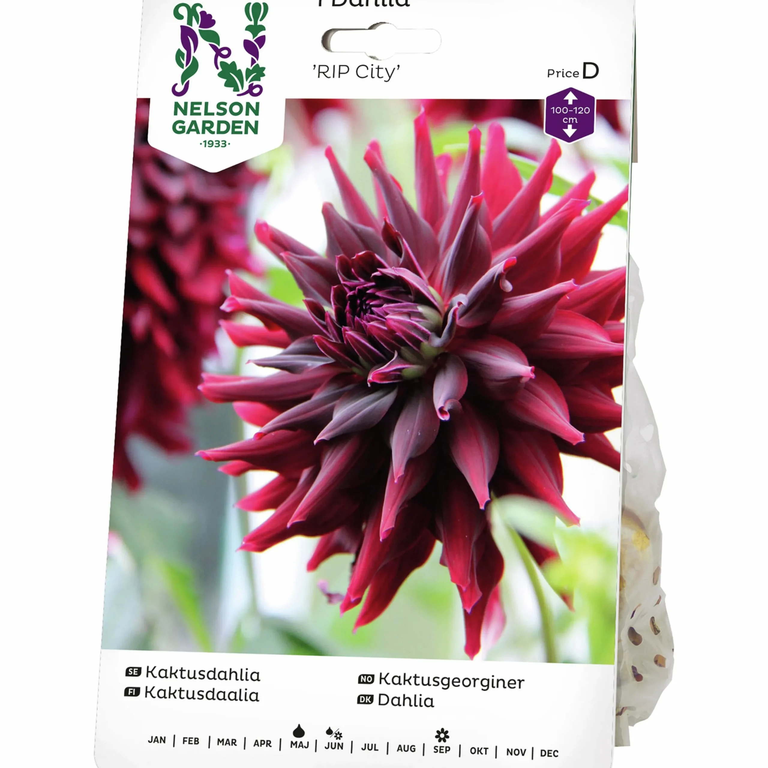 Vårlök Kaktusdahlia RIP City>Nelson Garden Discount