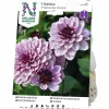 Vårlök Näckrosdahlia Låg Créme de Cassis>Nelson Garden New