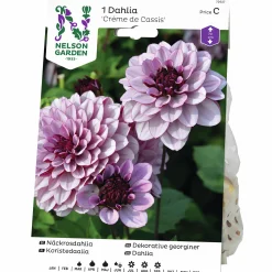 Vårlök Näckrosdahlia Låg Créme de Cassis>Nelson Garden New