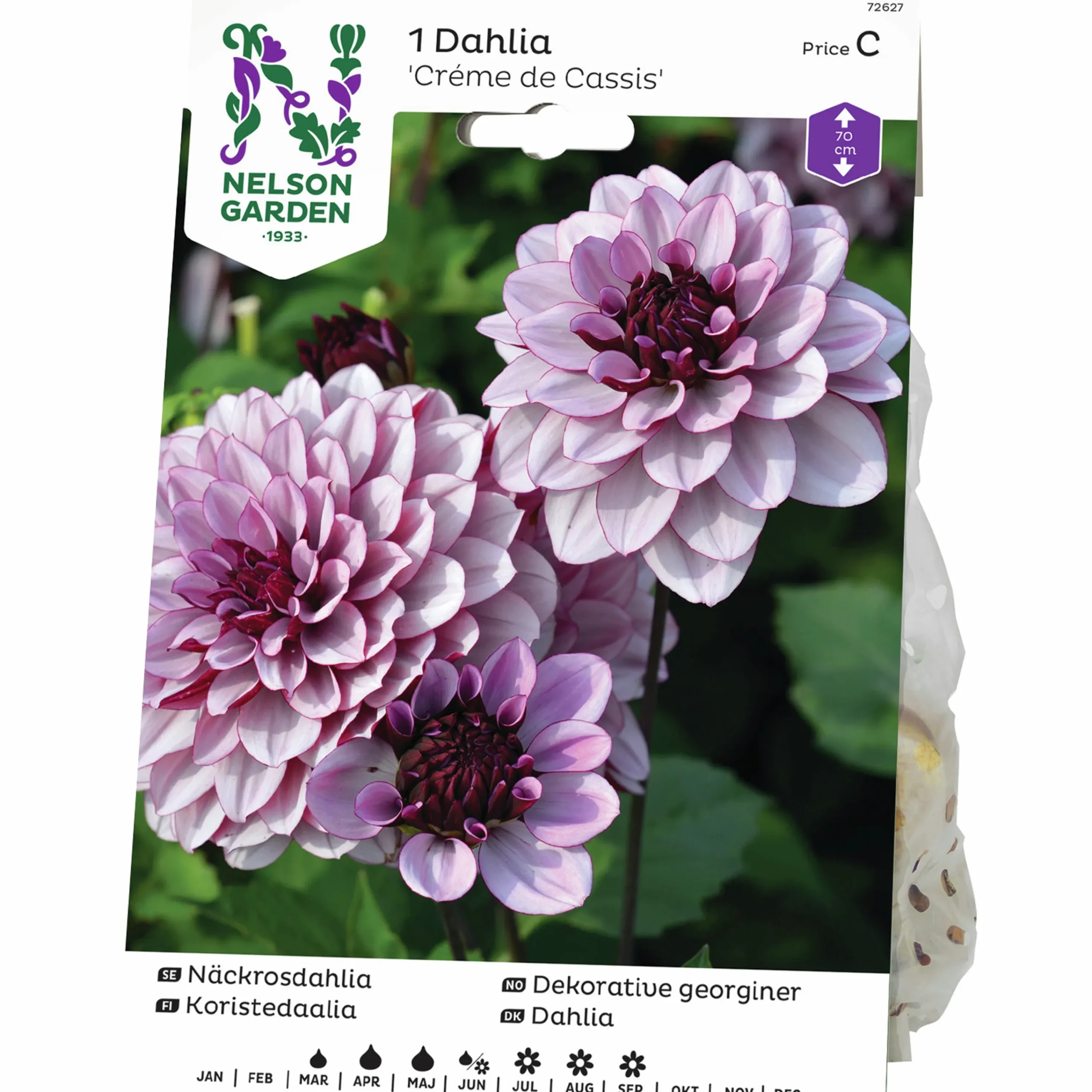 Vårlök Näckrosdahlia Låg Créme de Cassis>Nelson Garden New