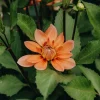 Vårlök Näckrosdahlia Låg Nicholas Aprikos>Nelson Garden