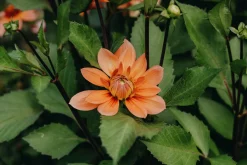 Vårlök Näckrosdahlia Låg Nicholas Aprikos>Nelson Garden