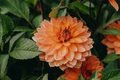 Vårlök Näckrosdahlia Låg Nicholas Aprikos>Nelson Garden