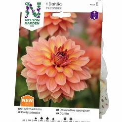 Vårlök Näckrosdahlia Låg Nicholas Aprikos><noscript><img width=