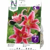 Vårlök Orientalisk lilja Stargazer Rosa>Nelson Garden Online