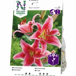 Vårlök Orientalisk lilja Stargazer Rosa>Nelson Garden Online