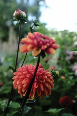 Vårlök Pompondahlia Hög Cornel Bronze Apricot>Nelson Garden Sale