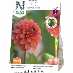 Vårlök Pompondahlia Hög Cornel Bronze Apricot>Nelson Garden Sale