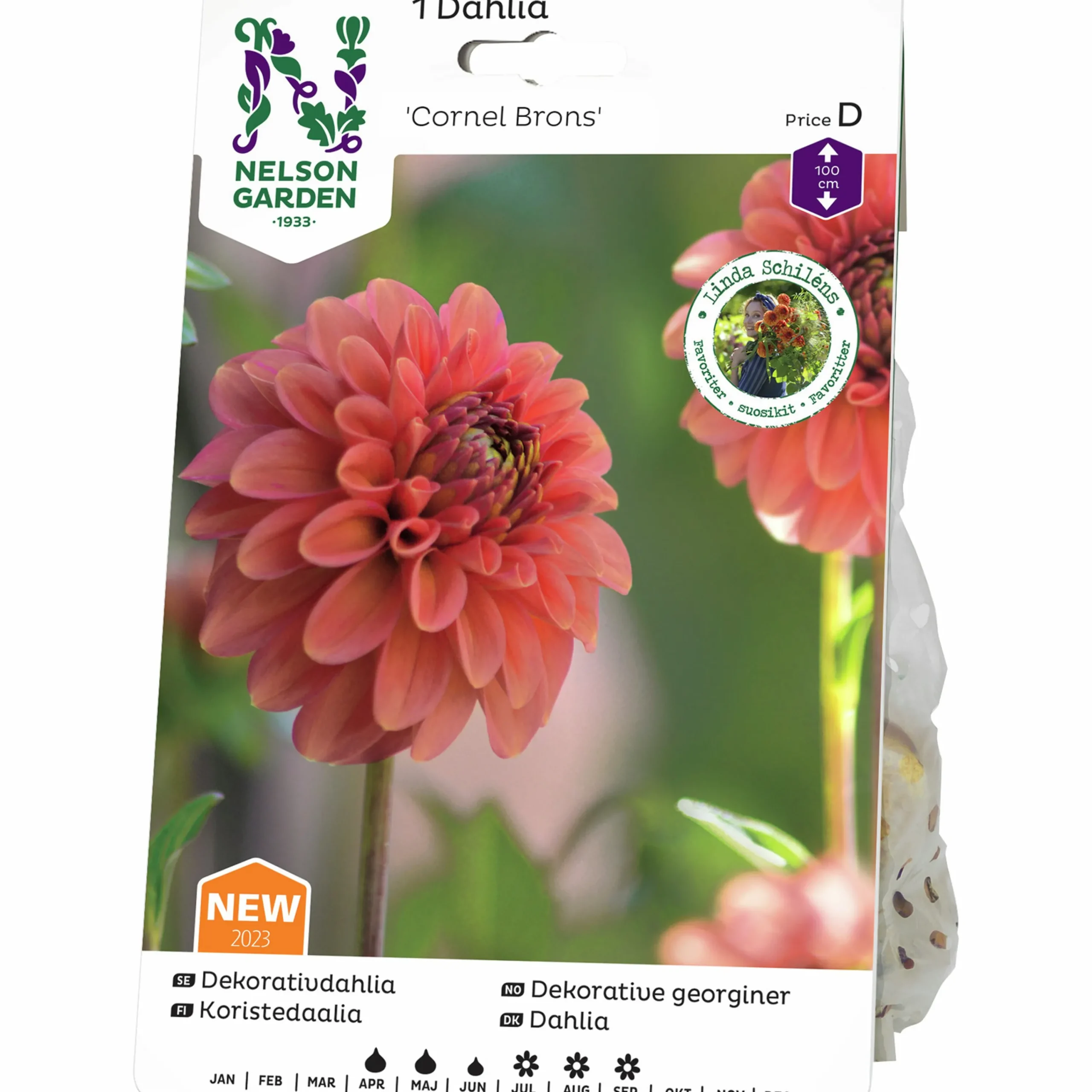 Vårlök Pompondahlia Hög Cornel Bronze Apricot>Nelson Garden Sale