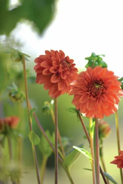 Vårlök Pompondahlia Hög Cornel Bronze Apricot><noscript><img width=