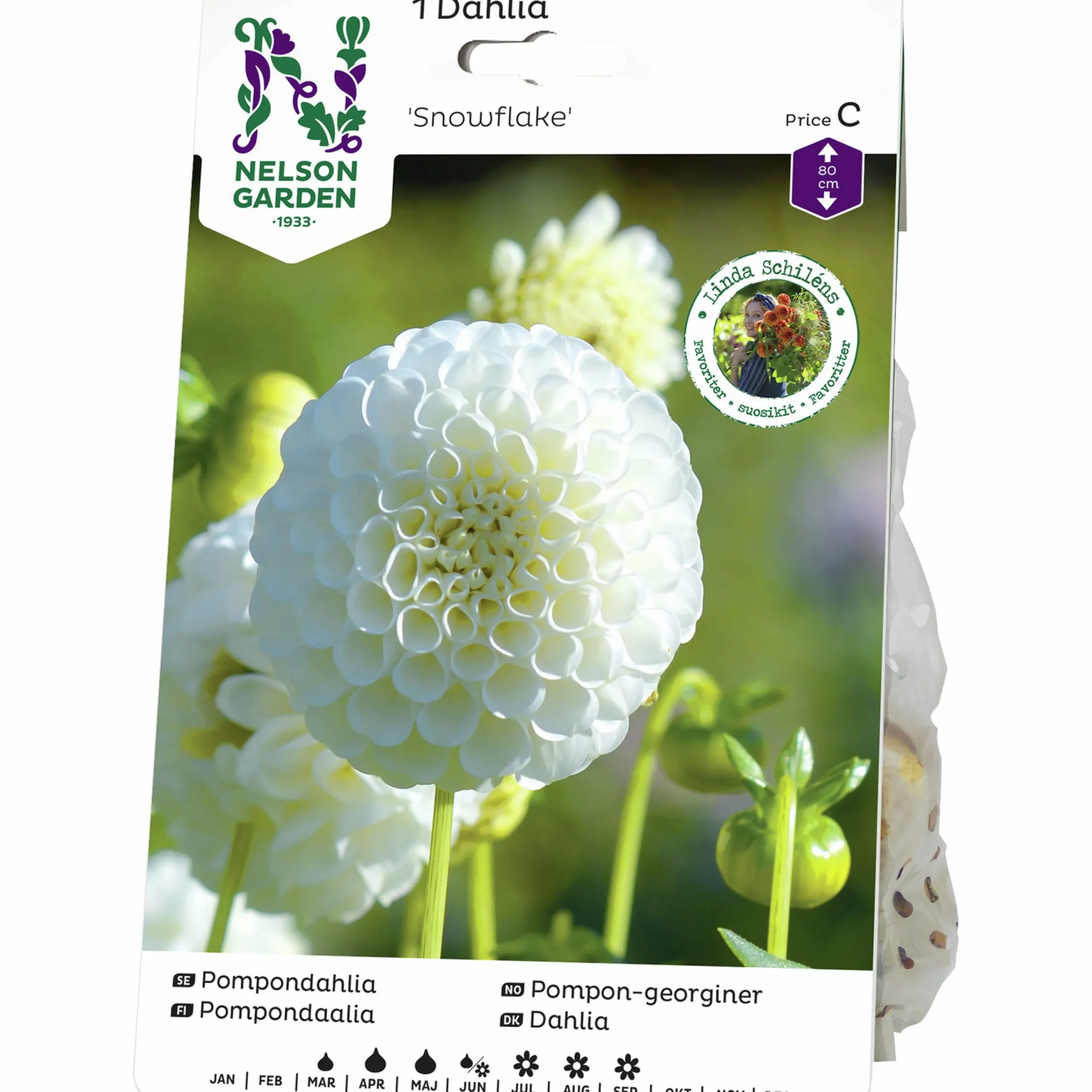 Vårlök Pompondahlia Hög Snowflake Vit>Nelson Garden New