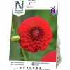 Vårlök Pompondahlia Hög Nescio Röd>Nelson Garden Hot