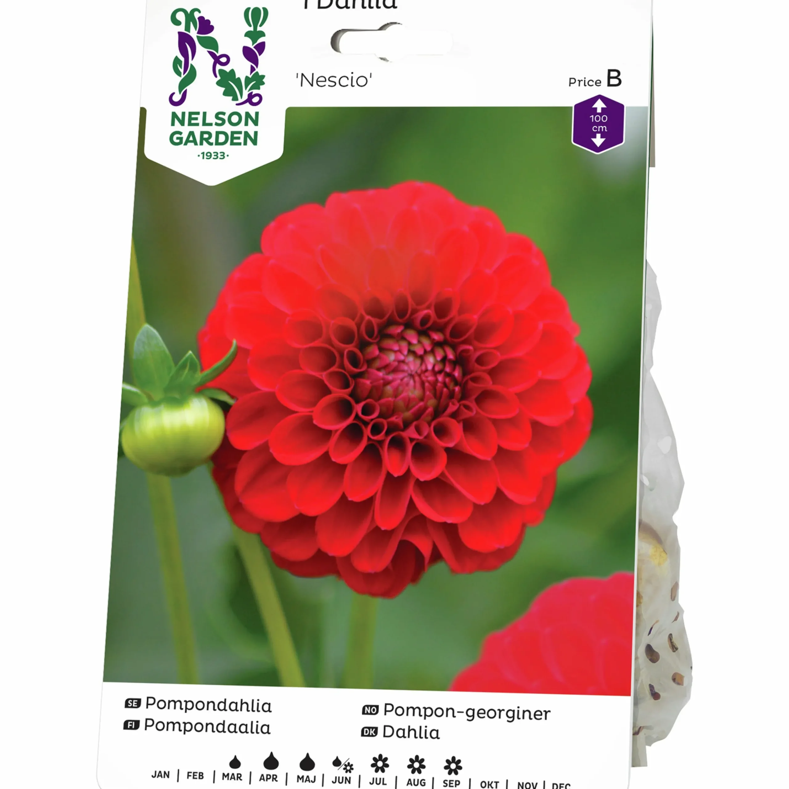 Vårlök Pompondahlia Hög Nescio Röd>Nelson Garden Hot
