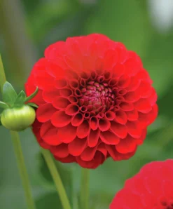 Vårlök Pompondahlia Hög Nescio Röd>Nelson Garden Hot