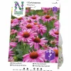 Vårlök Röd Solhatt Echinacea Magnus Rosa>Nelson Garden Online