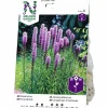 Vårlök Rosenstav Liatris Spicata Lila>Nelson Garden Online