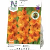 Vårlök Storblommig Gladiolus Cornelli Orange>Nelson Garden Best